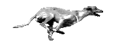 running greyhound